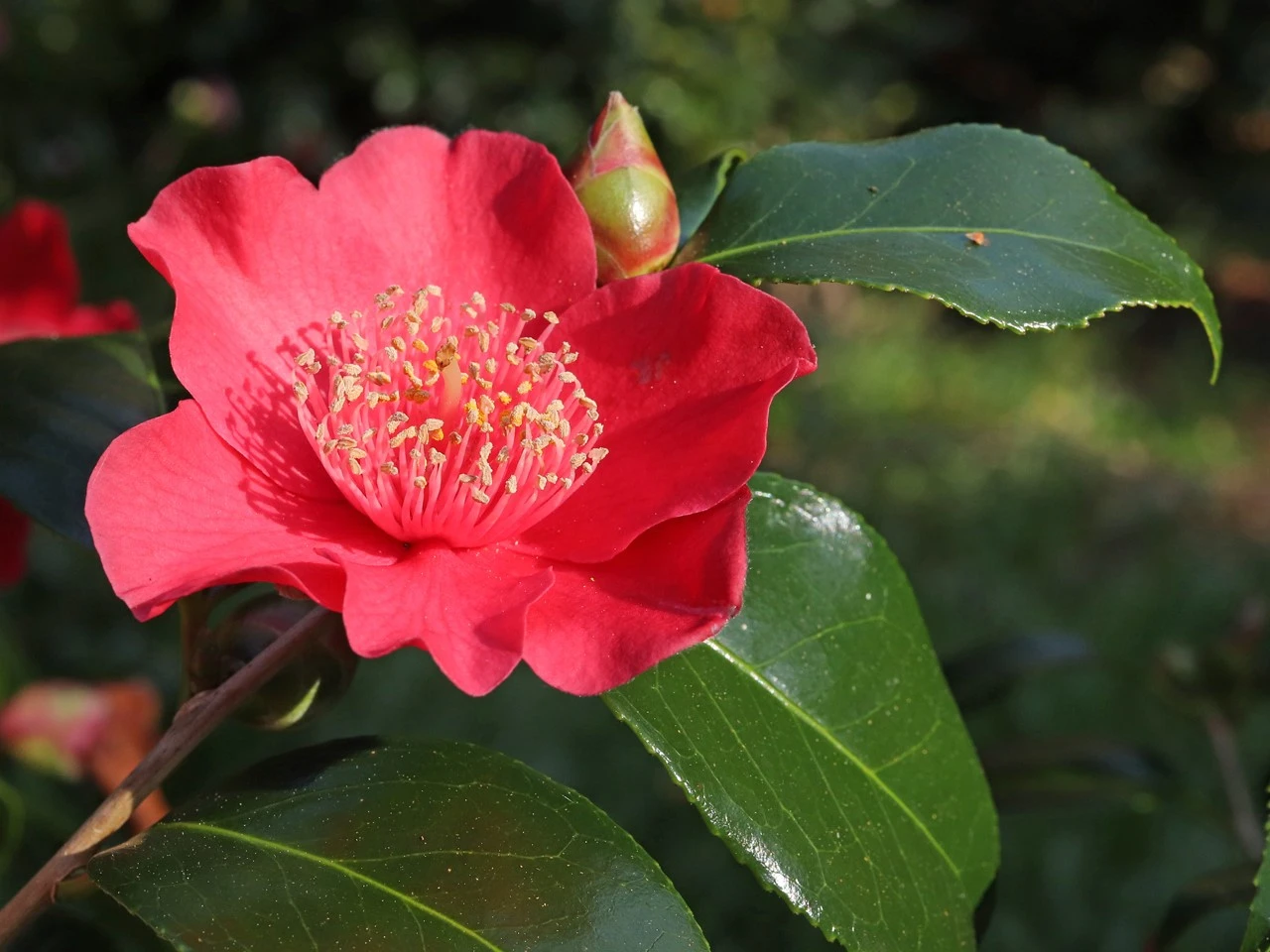 C. japonica 'Takayama'